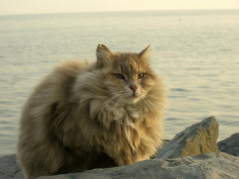 Супер пушистые коты