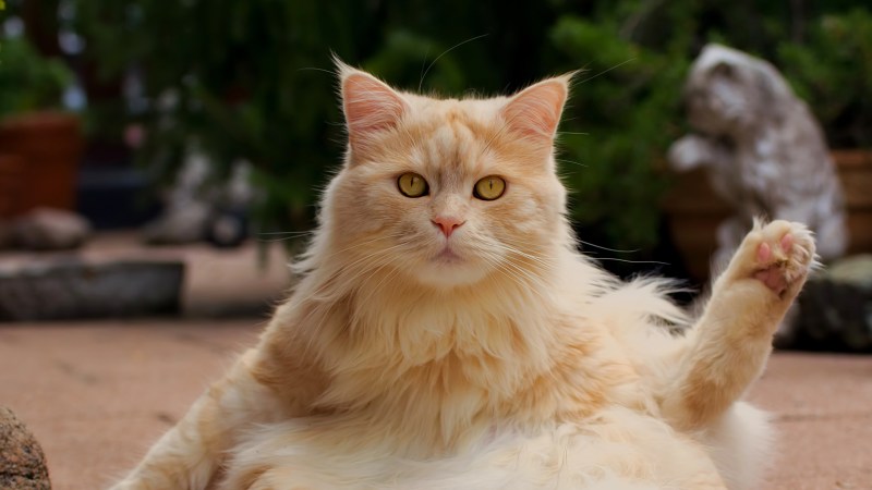 Пушистая кошка