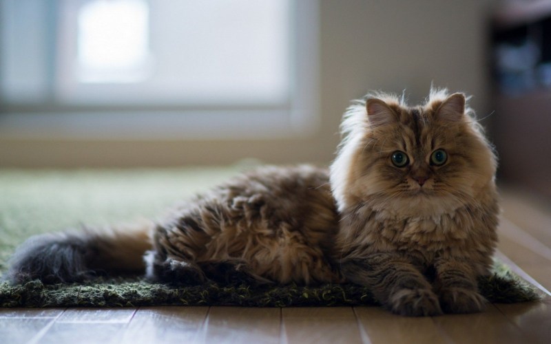 Кот домашний пушистый