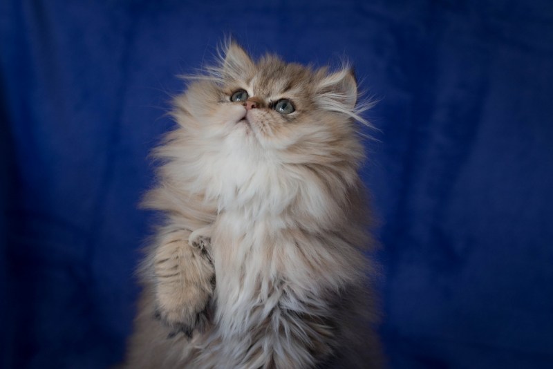 Пушистая кошка