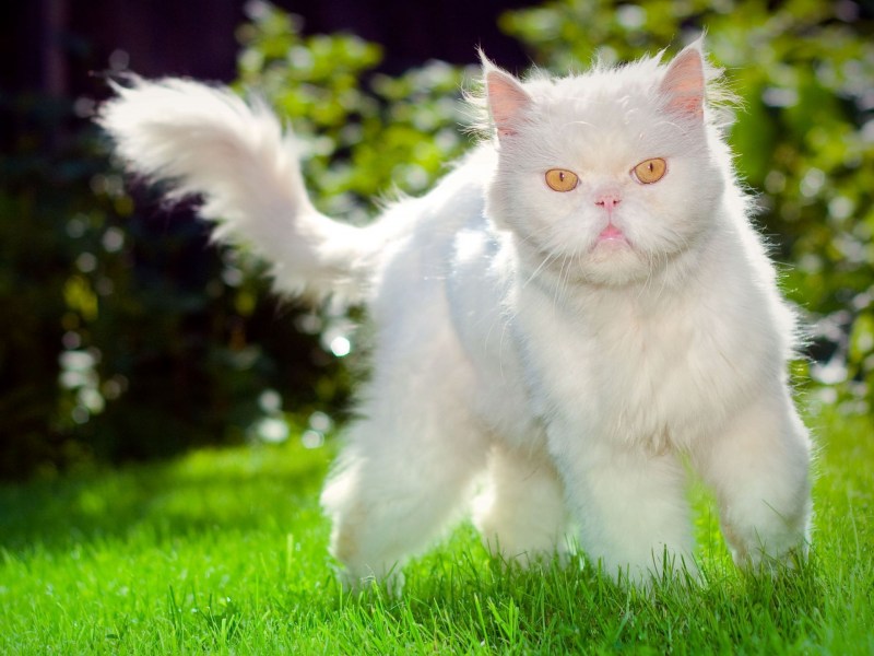 Персидская кошка