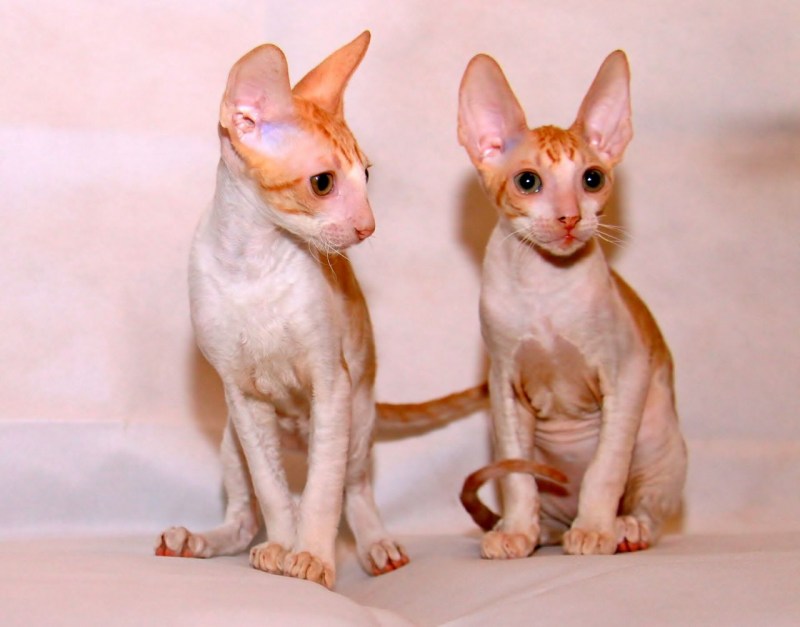 Корниш рекс красный