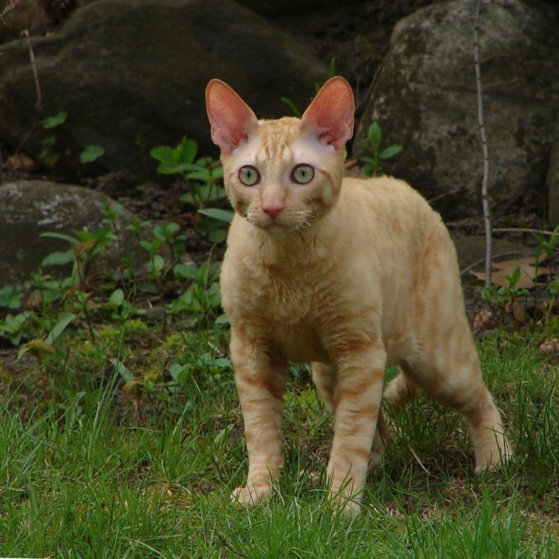 Корниш рекс кошка рыжая