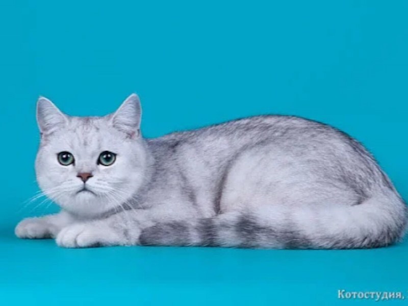 Британец скоттиш страйт вислоухий