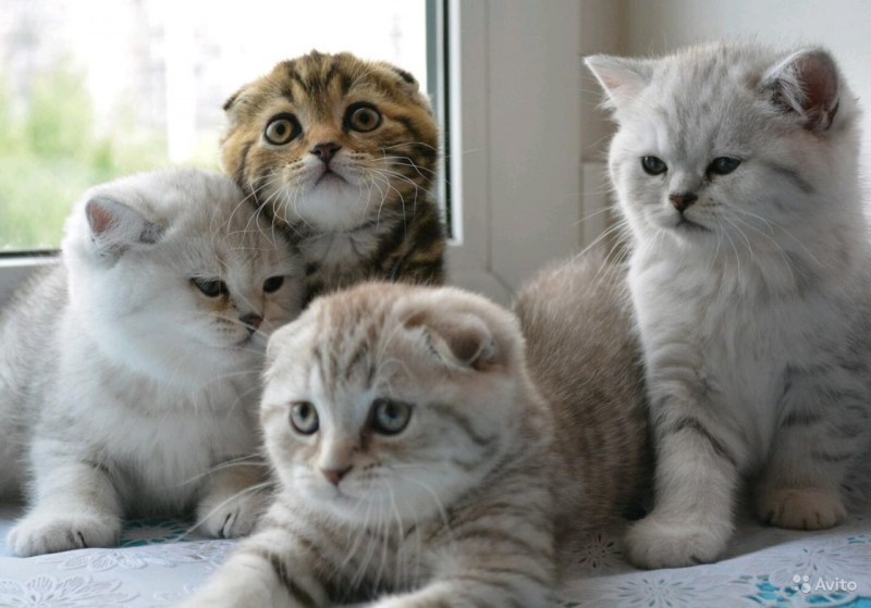 Скоттиш фолд страйт
