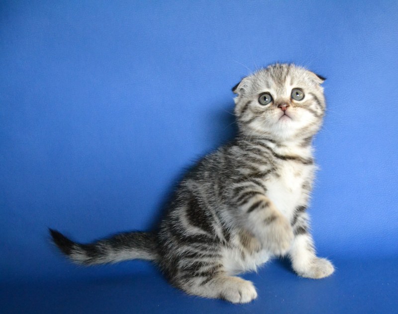Скоттиш фолд экзот
