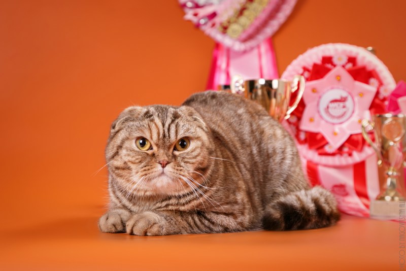 Шотландская кошка прямоухая