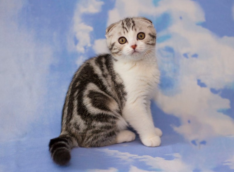 Шотландские котята скоттиш фолд