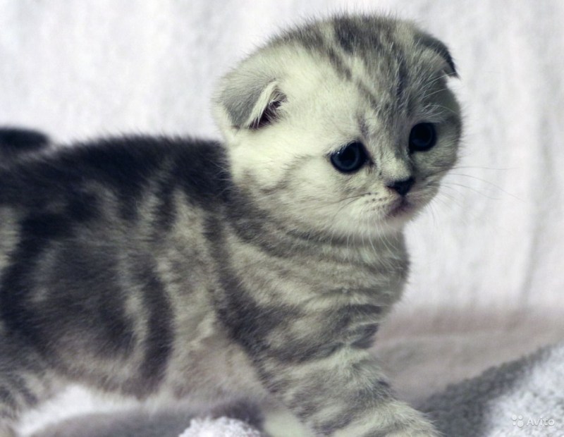 Шотландский скоттиш страйт