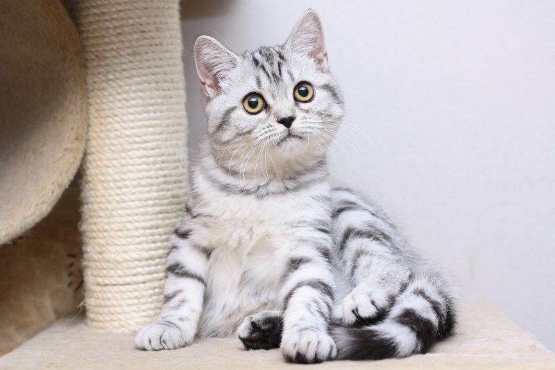 Скоттиш фолд страйт