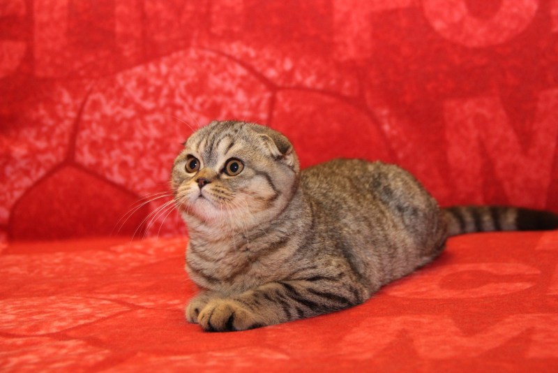 Скоттиш фолд страйт