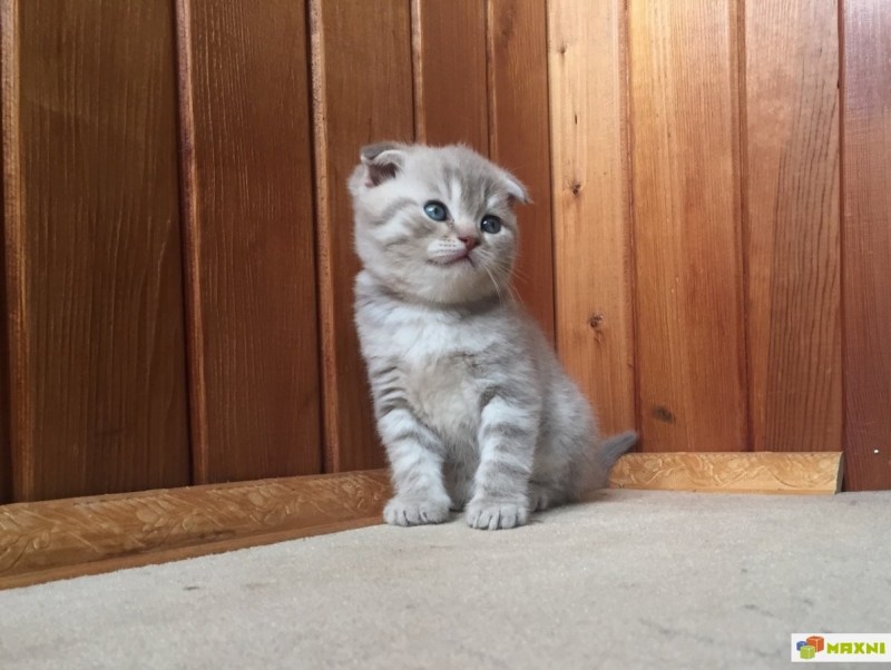 Скоттиш фолд шиншилла прямоухая