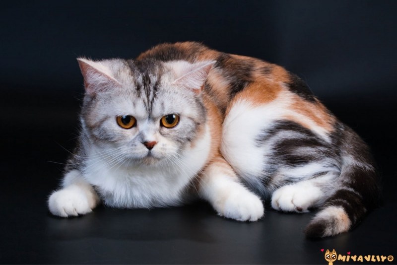 Скоттиш страйт Хатико