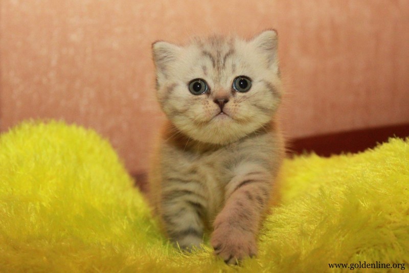 Шотландский кот скоттиш страйт