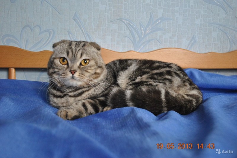 Шотландская кошка страйт вислоухая котята