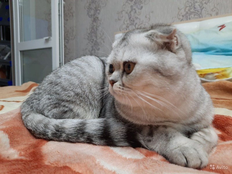 Шотландский хайленд страйт