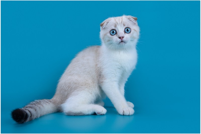 Шотландская кошка прямоухая