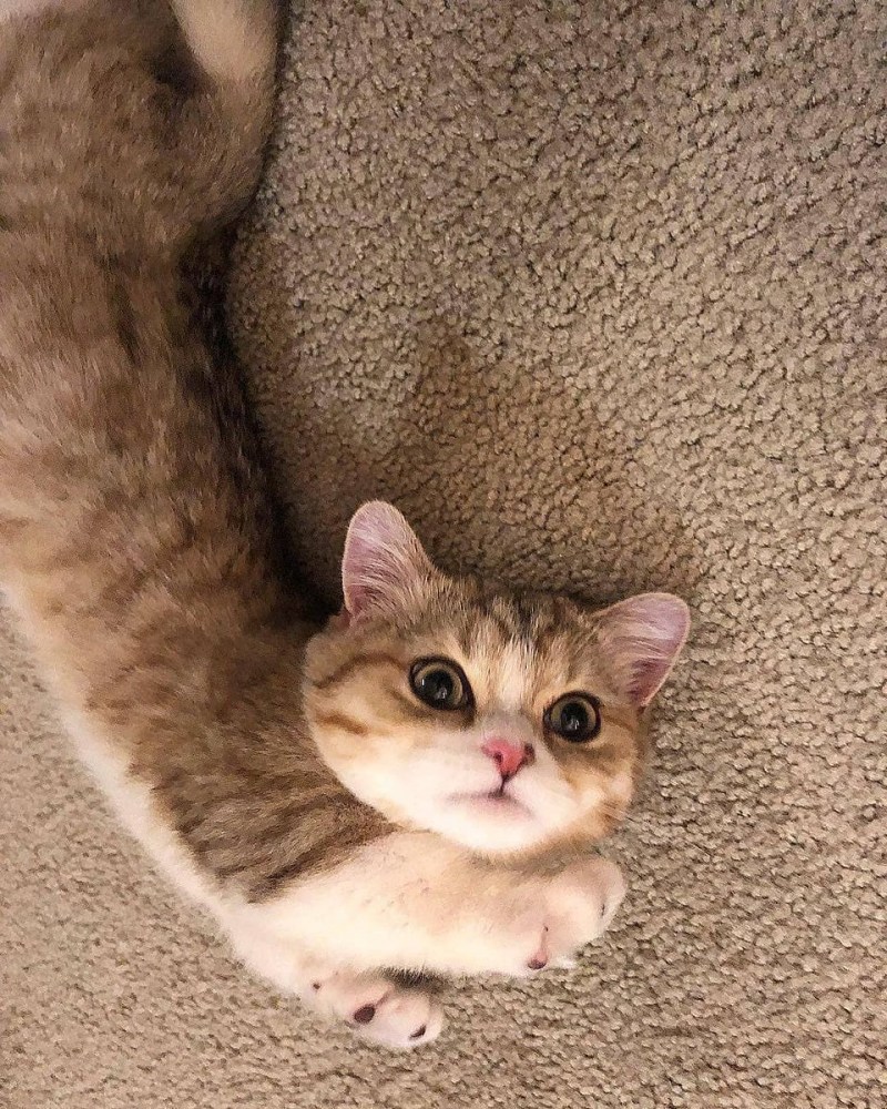 Манчкин рыжий котенок