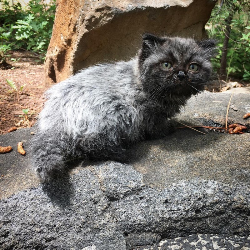 Манчкин кот