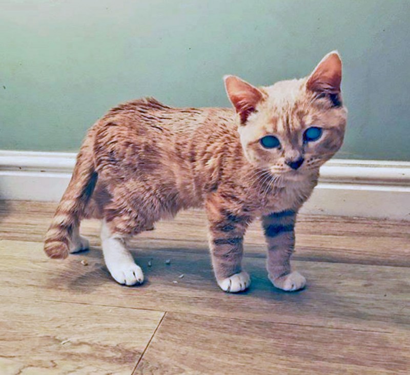 Кот такса Манчкин