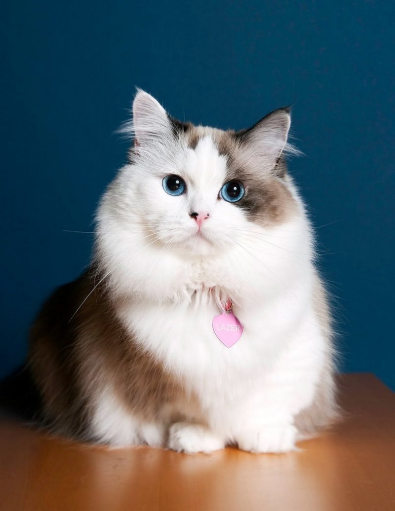 Манчкин сиамский