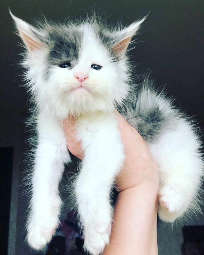 Коты с карликовостью