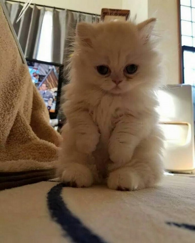 Круглоухий кот- Манчкин