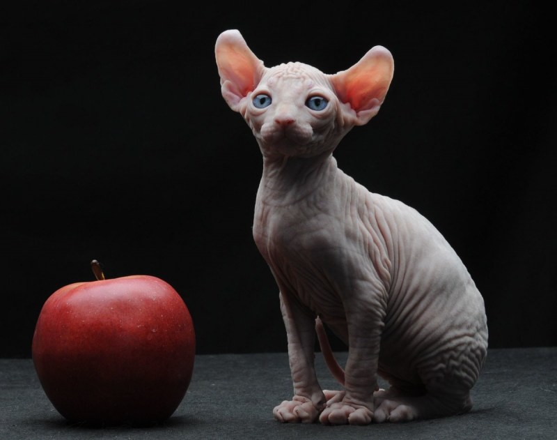 Кошка винки история