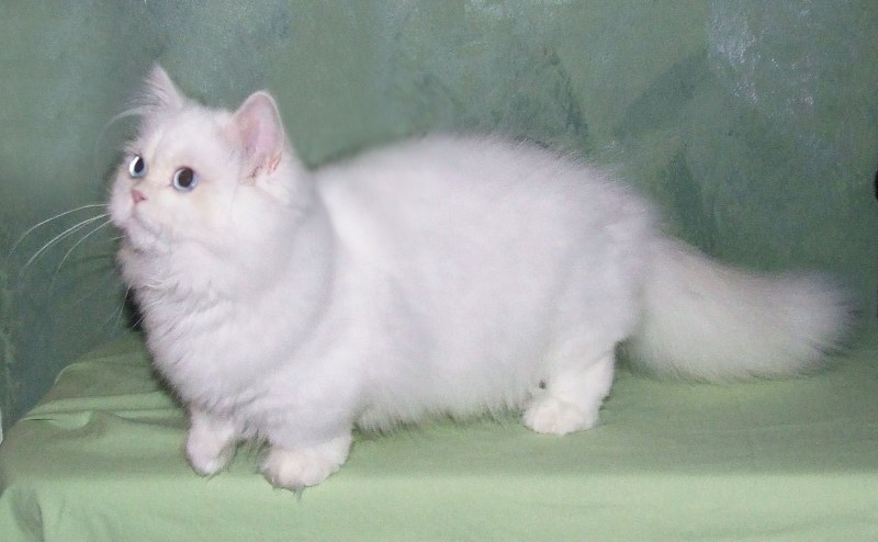 Манчкин ламбкин