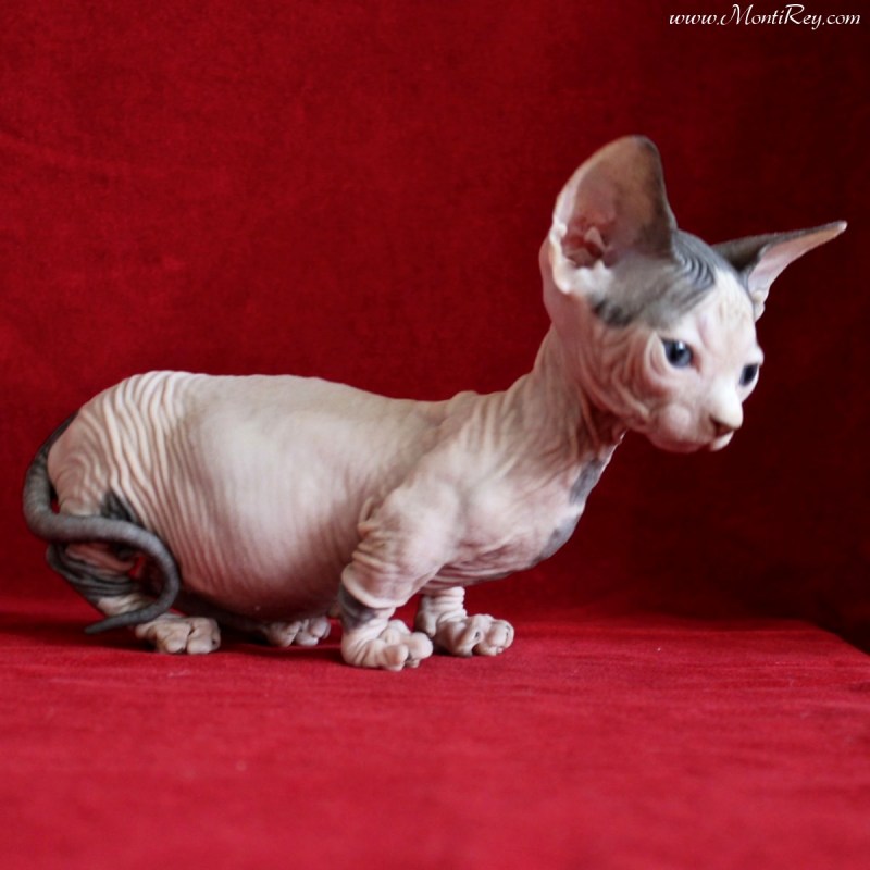 Midget Kitty