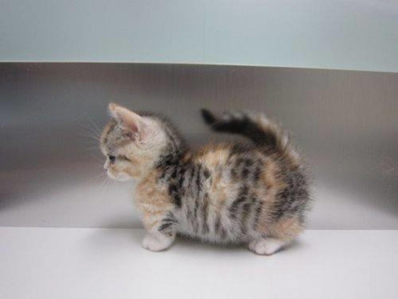 Коты Манчкин милые
