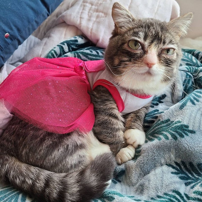 Самая маленькая кошка