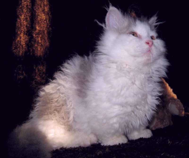 Коты породы Манчкин
