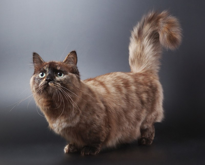 Манчкин сиамский