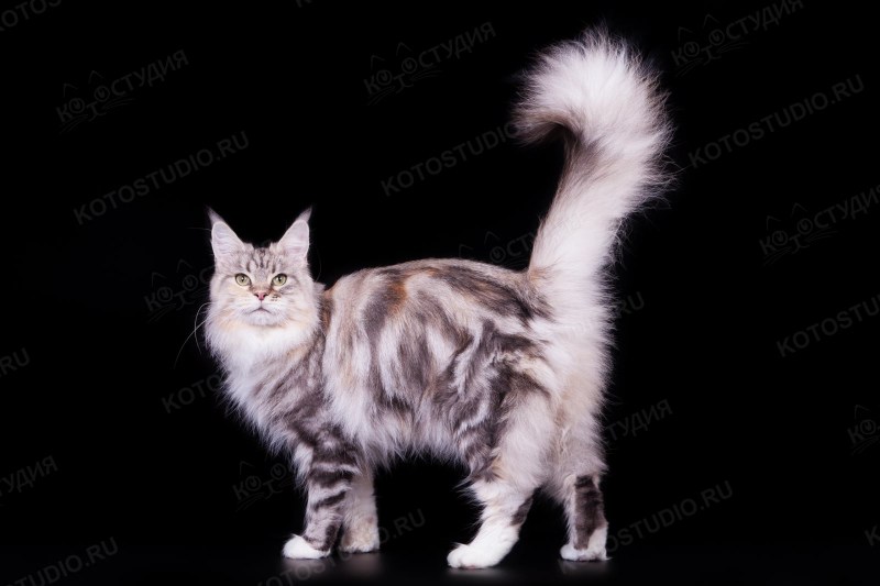 Мейн кун кот черный мраморный