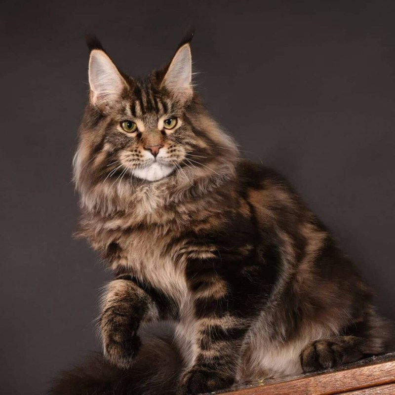 Котята Мейн кун мраморного окраса