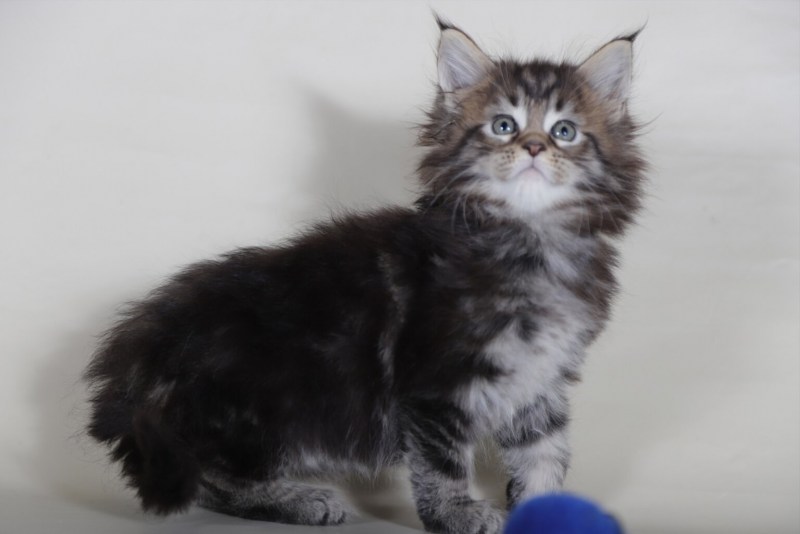 Кот Мейн кун серый