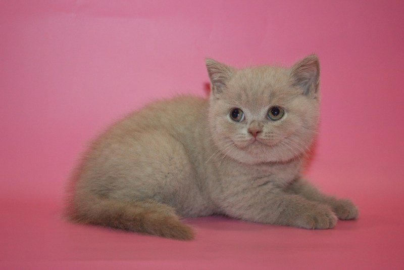 Британский короткошерстный лиловый кот