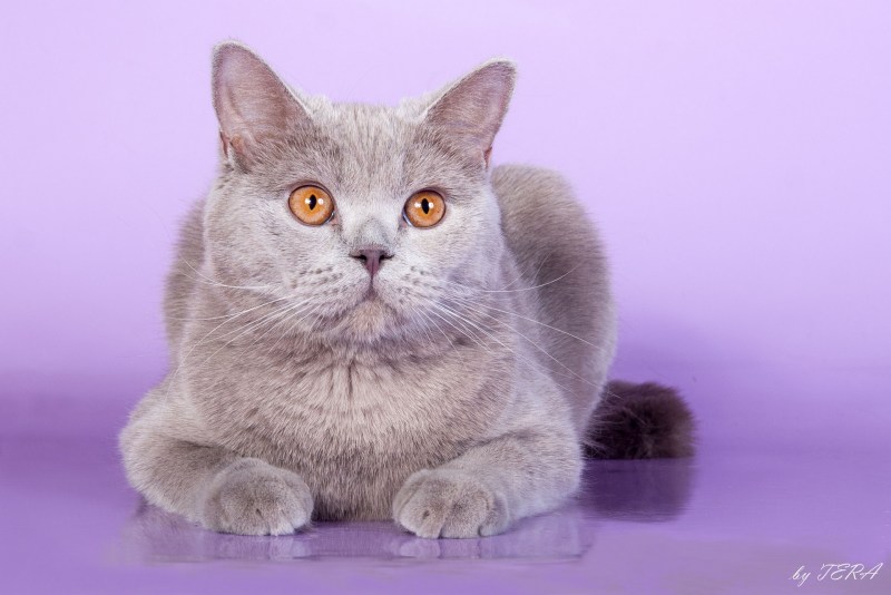 Лиловый британец кот