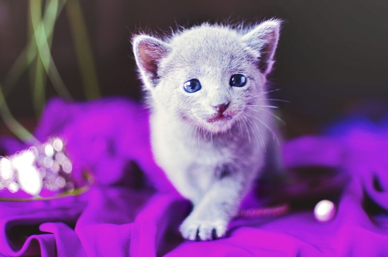 Шотландская прямоухая кошка лиловая