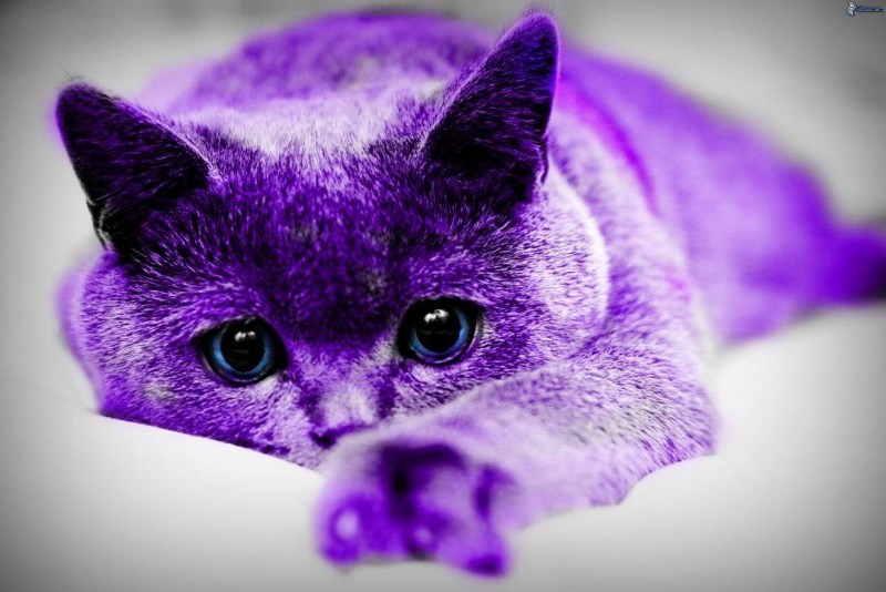 Лиловый британец кот