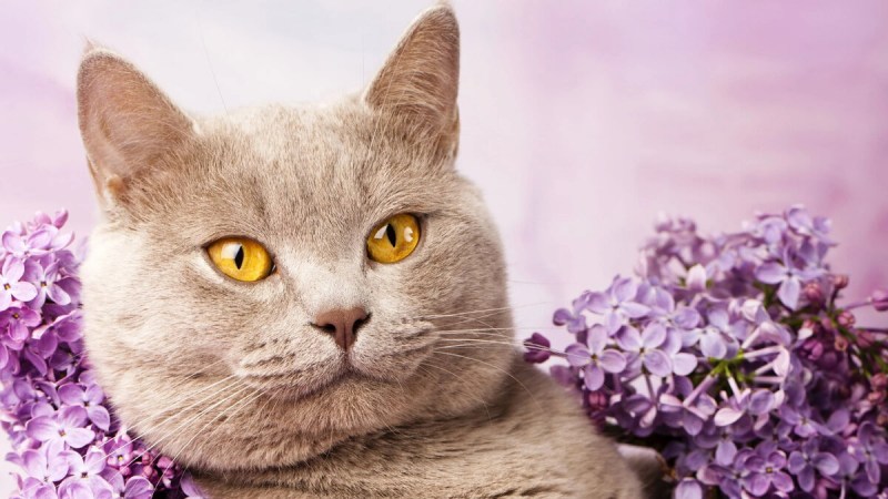 Британская лиловая кошка