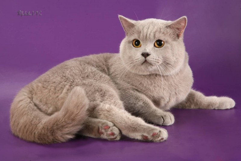Кот с фиолетовыми глазами