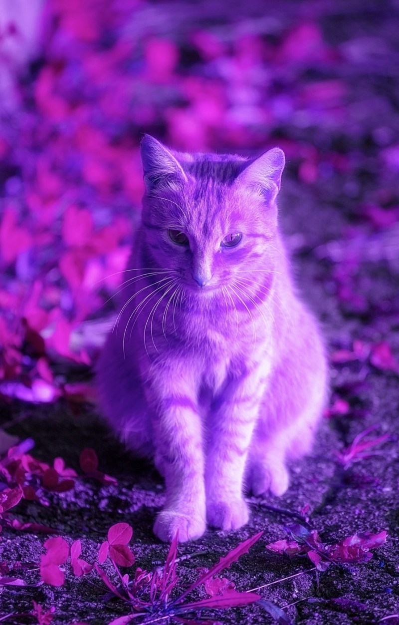 Карамельная кошечка