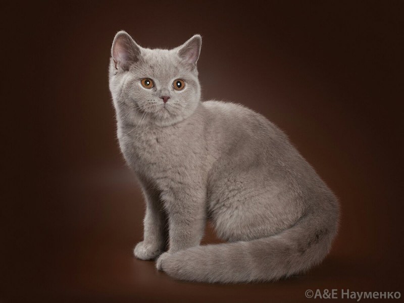 Шотландский скоттиш страйт лиловый