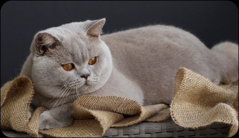 Лиловый шотландский вислоухий кот