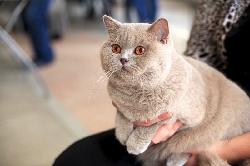 Лиловые британские котята