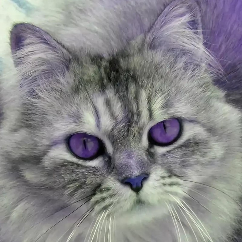 Кот британец