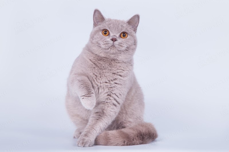 Кошка на фиолетовом фоне