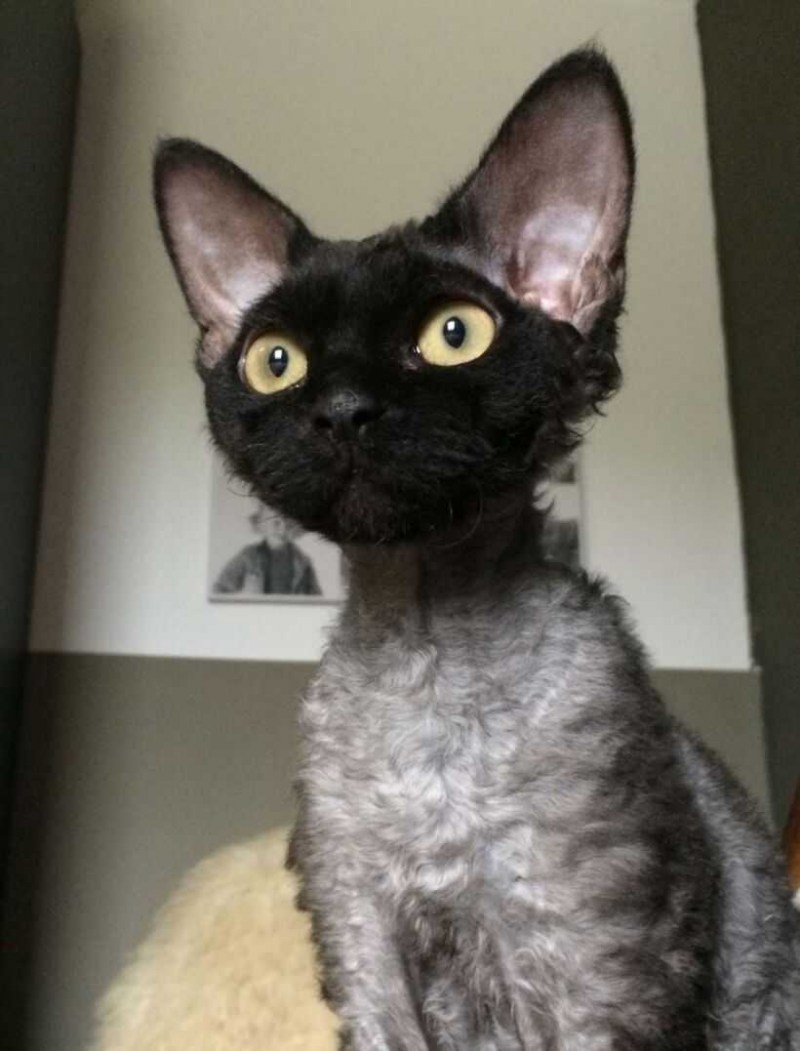 Котята породы Девон рекс